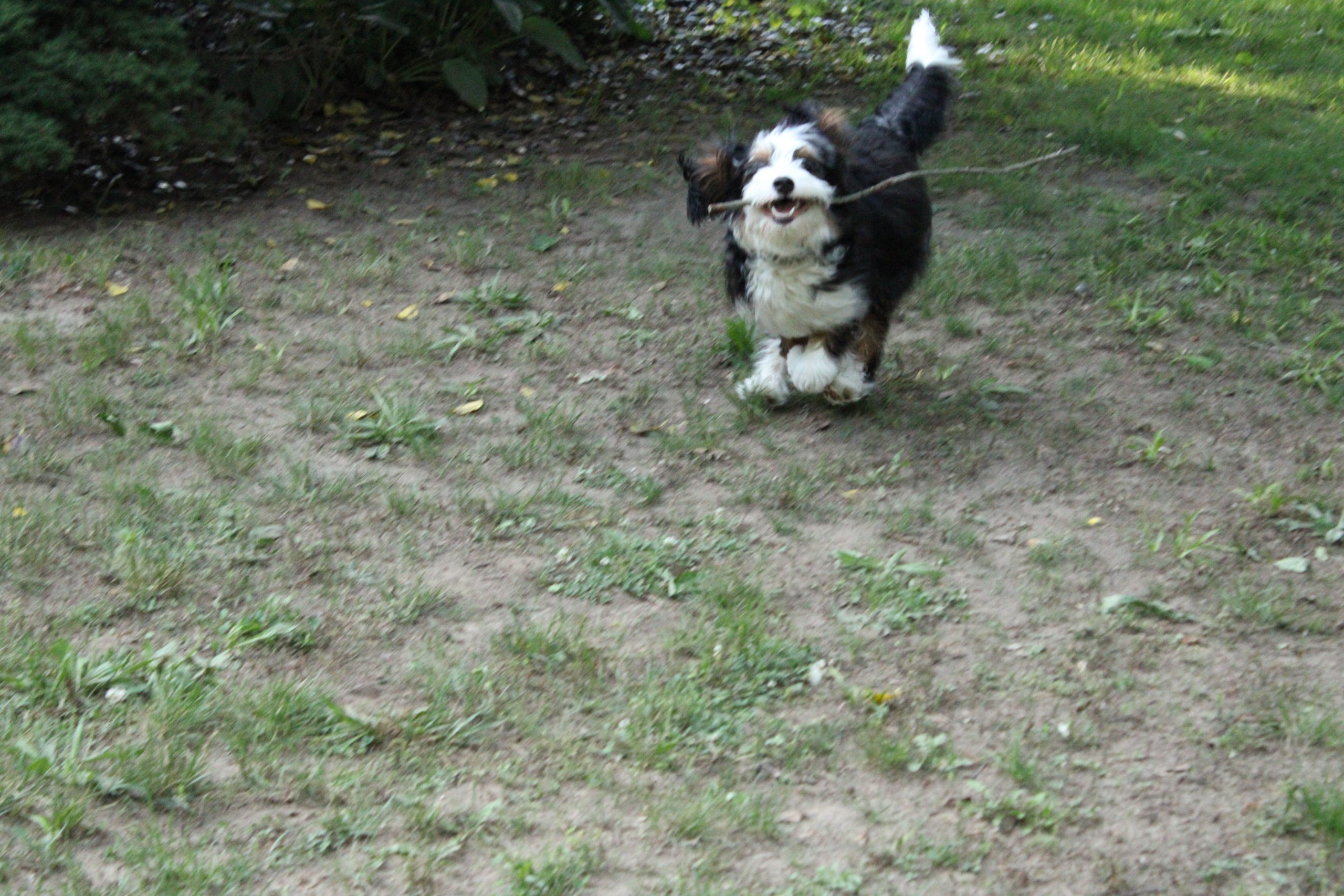 Fostering and Adopting During COVID-19