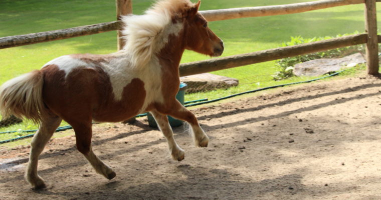 Join The Animal Rights Movement