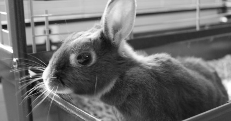 Stop Funding Animal Testing!