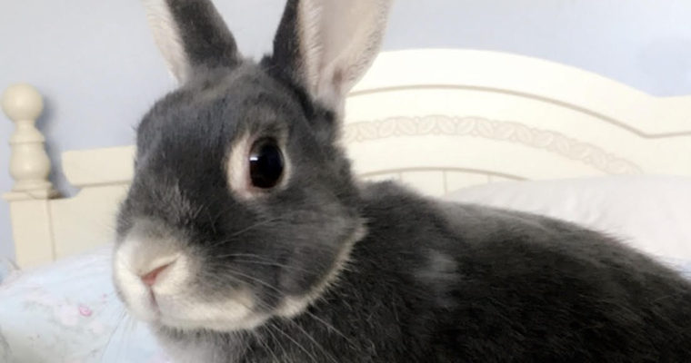 A Tribute to a fearless Bunny, Gracie.