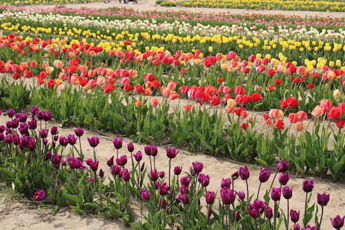 Neither Either or, but Both And