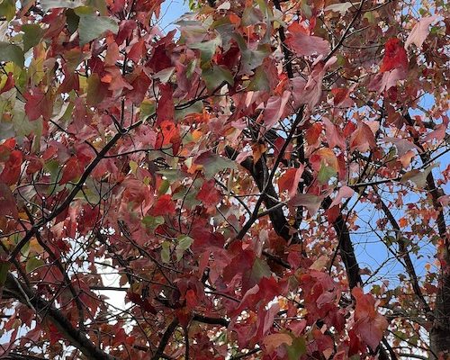 Choose Love Over Fear