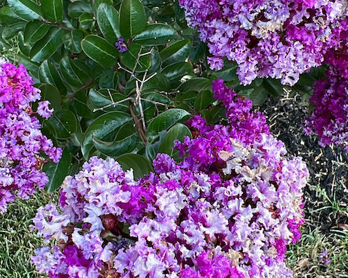 ￼Be Purposefully Happy