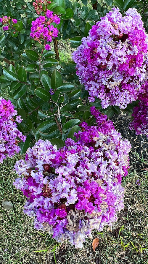 ￼Be Purposefully Happy